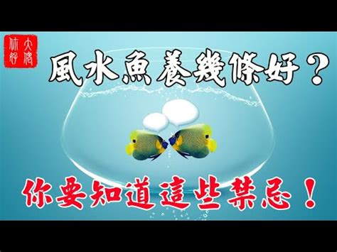 風水魚 數量|揭秘風水魚養殖最佳數量指南：招財納福必學秘訣 